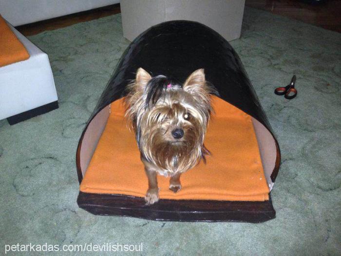 sonya Dişi Yorkshire Terrier