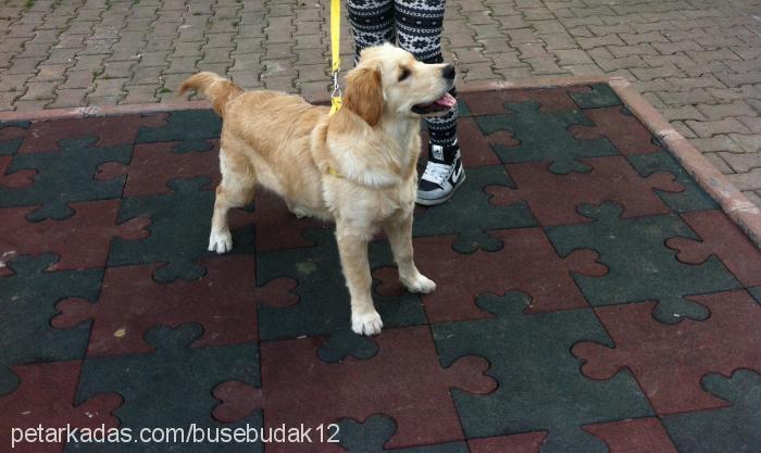 dudu Dişi Golden Retriever