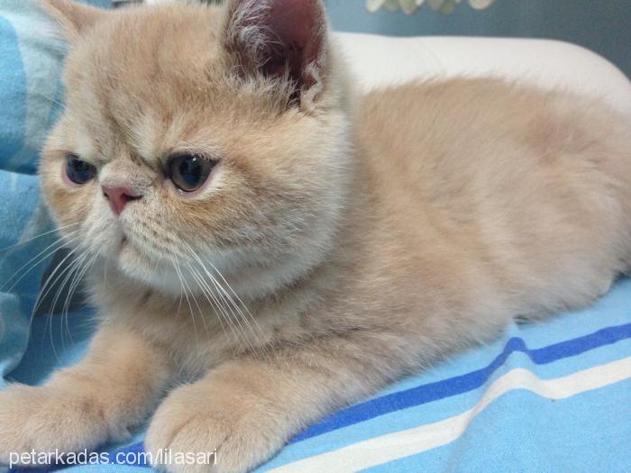 lila Erkek Exotic Shorthair