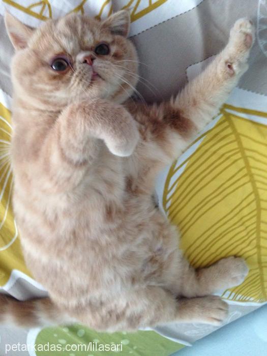 lila Erkek Exotic Shorthair