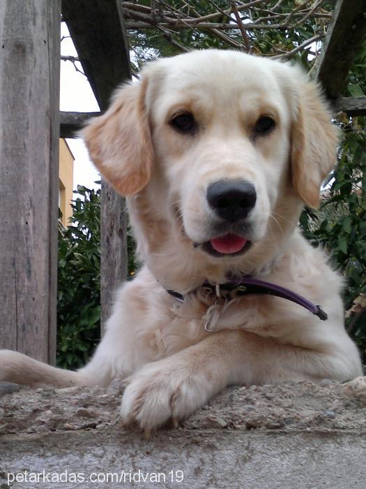 lili Dişi Golden Retriever