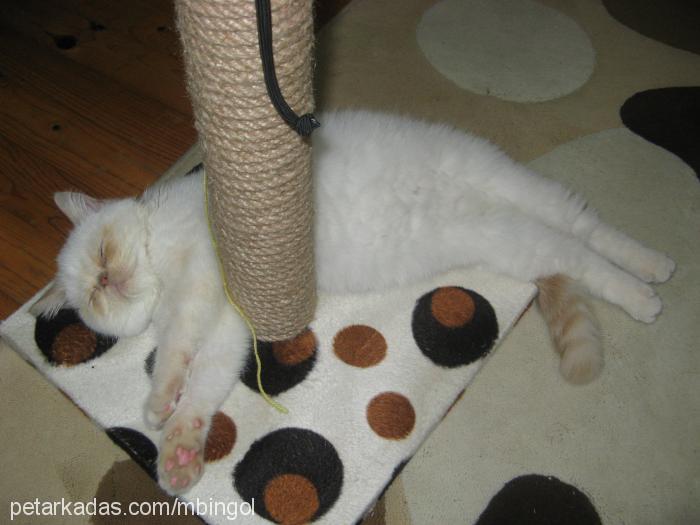 şımarık Dişi Exotic Shorthair