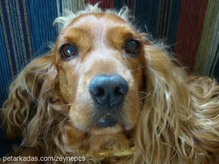 andy Erkek İngiliz Cocker Spaniel