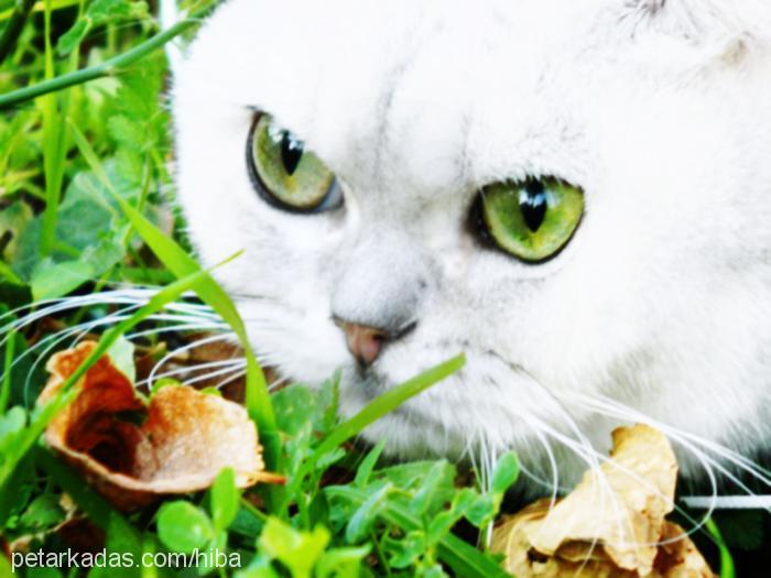 kiwi Dişi British Shorthair