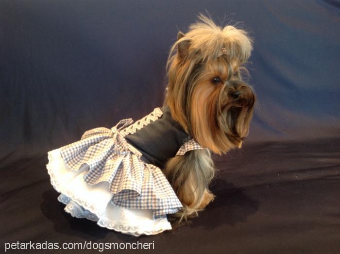 Çıtır-fıstık Dişi Yorkshire Terrier