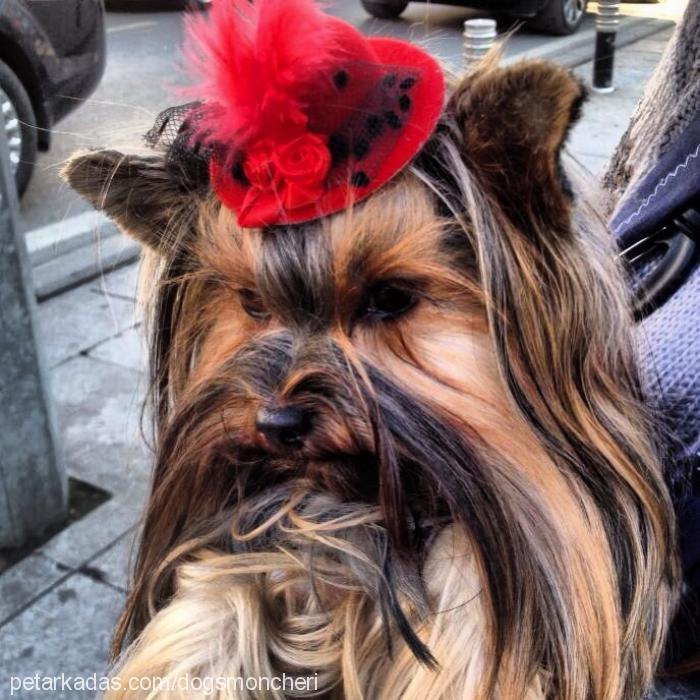 Çıtır-fıstık Dişi Yorkshire Terrier