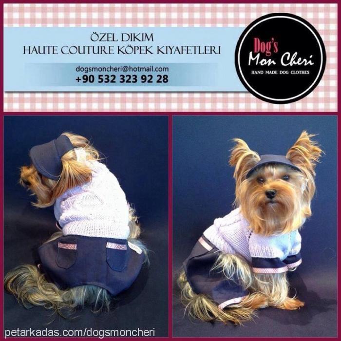 bal-badem Erkek Yorkshire Terrier