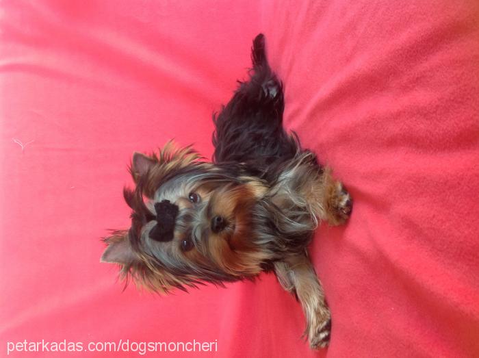 pıtır-piti Dişi Yorkshire Terrier