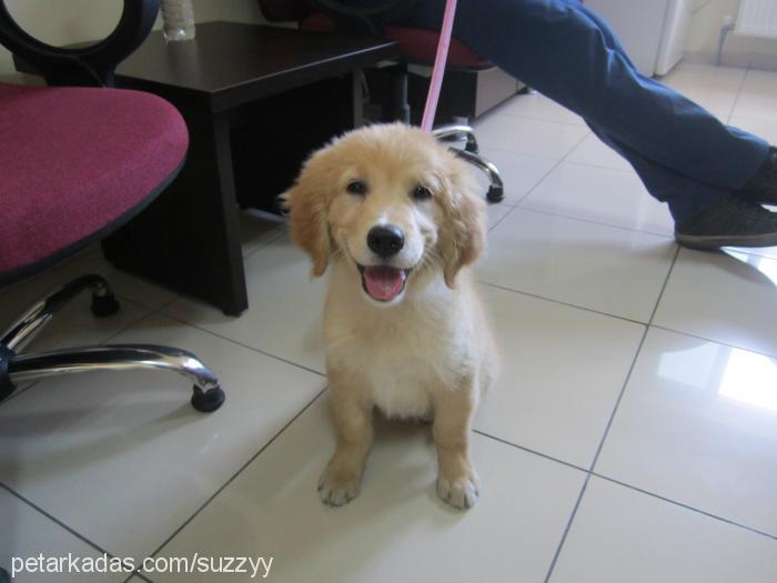 suzy Dişi Golden Retriever