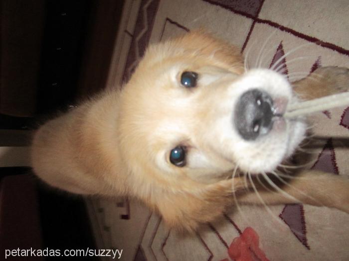 suzy Dişi Golden Retriever