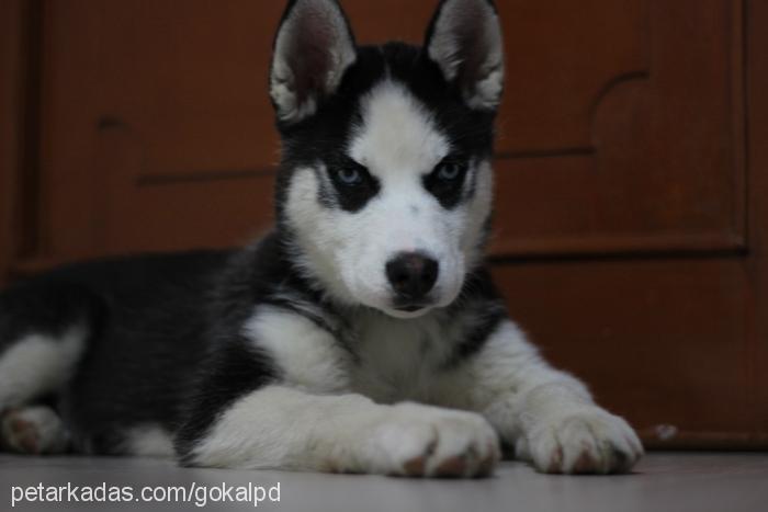 mischa Dişi Sibirya Kurdu (Husky)