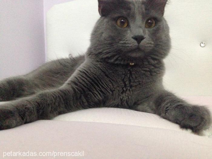 Çakıl Erkek British Shorthair