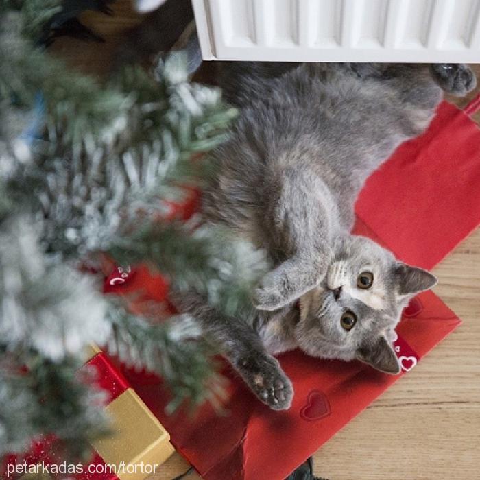 totoro Dişi British Shorthair