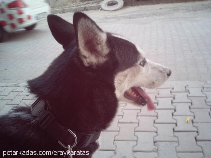 lady Dişi Sibirya Kurdu (Husky)