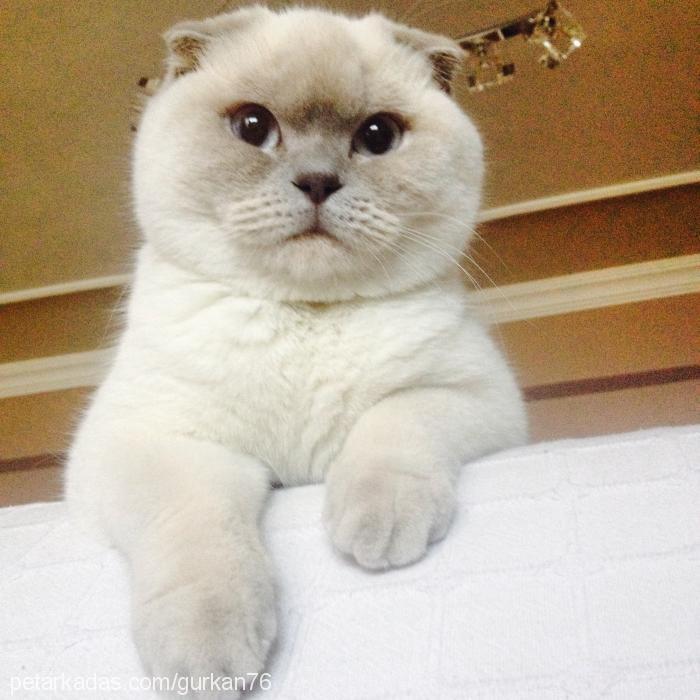 pamuk Dişi Scottish Fold