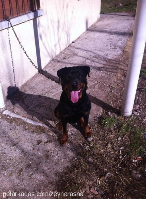 zeyna-rasha Dişi Rottweiler