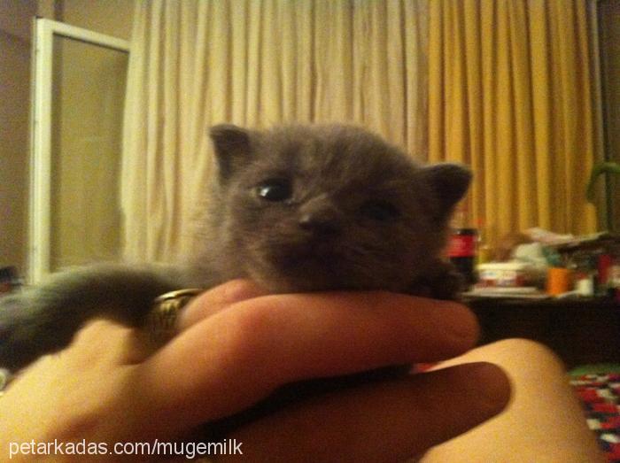 bali Erkek British Shorthair