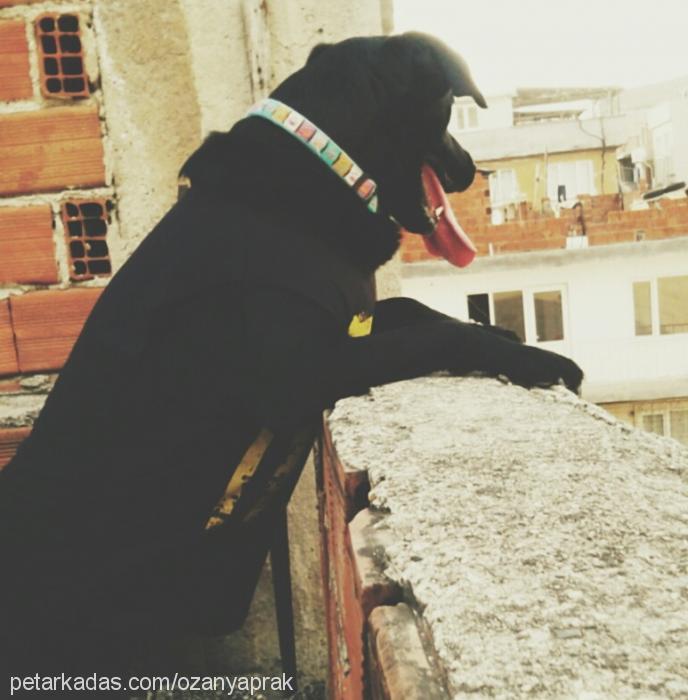 gipsy Dişi Labrador Retriever