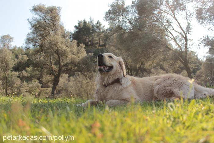 Çakıl Erkek Golden Retriever