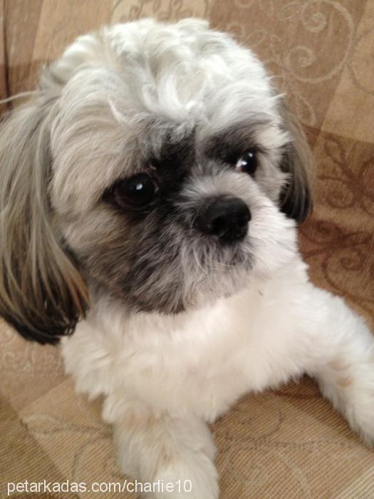 charlie Erkek Shih-Tzu