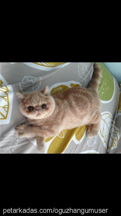 dexter Erkek Exotic Shorthair