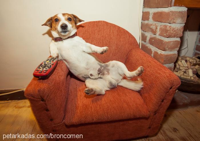 bruno Erkek Jack Russell Terrier
