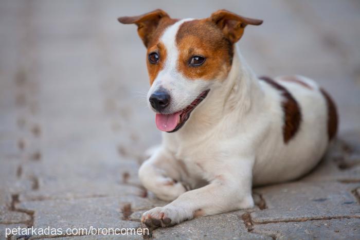 bruno Erkek Jack Russell Terrier
