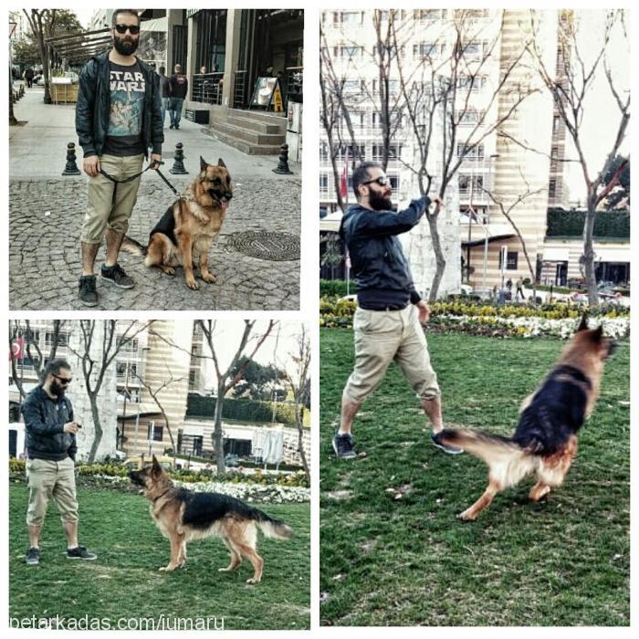 teksas Erkek Alman Çoban Köpeği