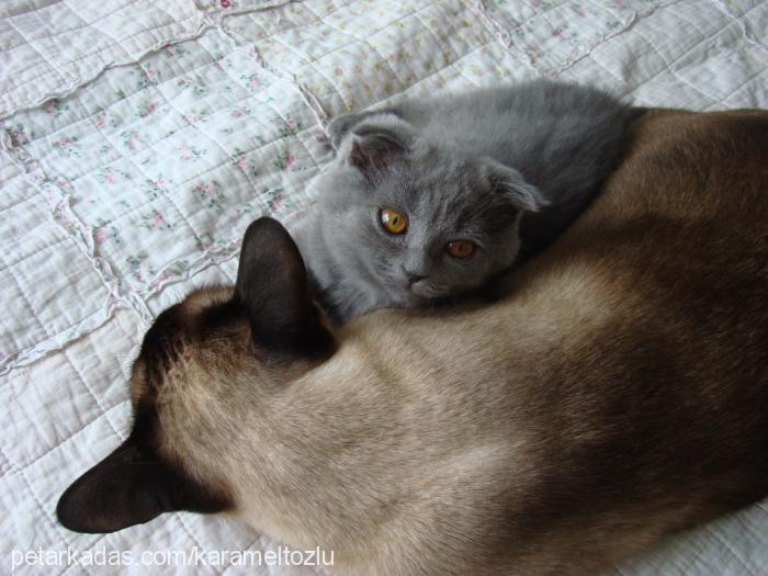 tozlu Erkek Scottish Fold