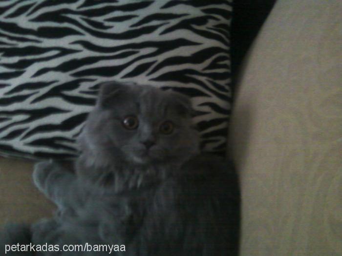 bamya Dişi Scottish Fold