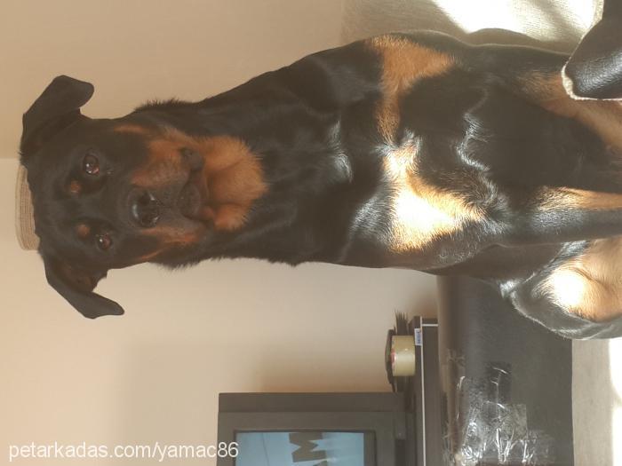 cakil Dişi Rottweiler