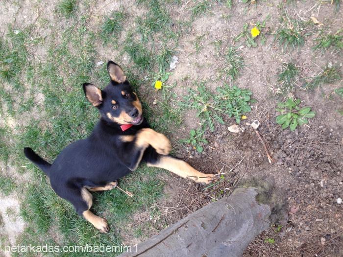 chivas Erkek Alman Çoban Köpeği