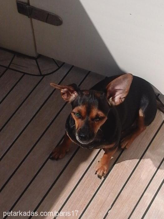 paris Dişi Minyatür Pinscher