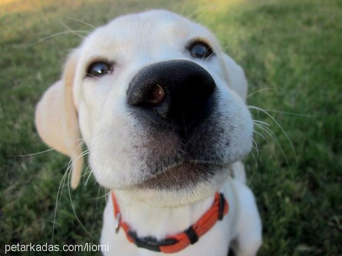 limon Erkek Labrador Retriever