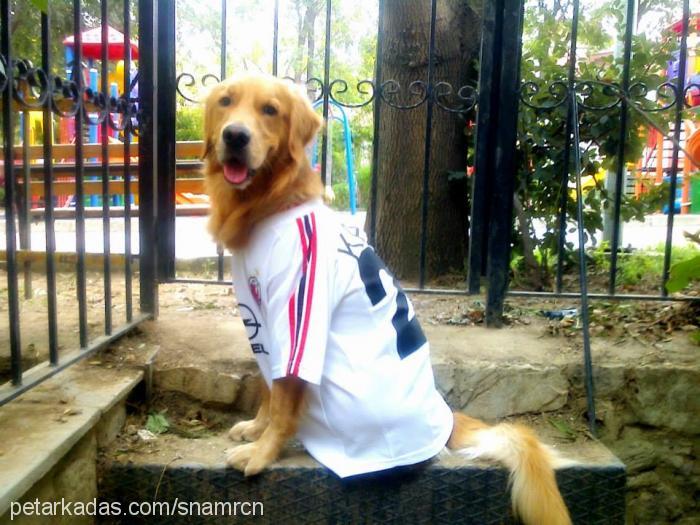 milan Erkek Golden Retriever