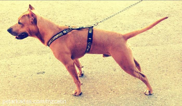 sezar Erkek Amerikan Staffordshire Terrier