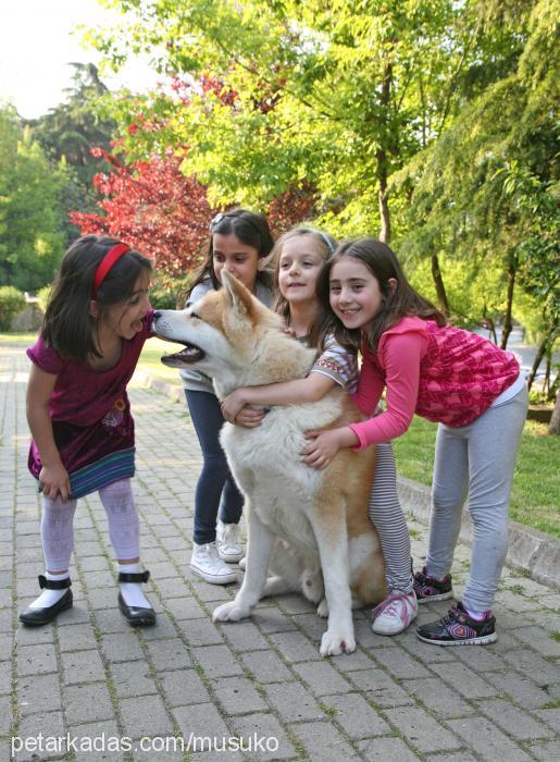 musuko Erkek Akita İnu