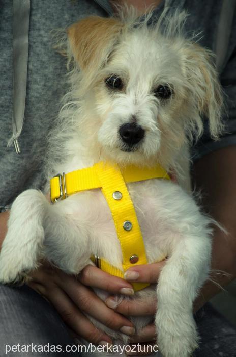 noel Dişi West Highland White Terrier