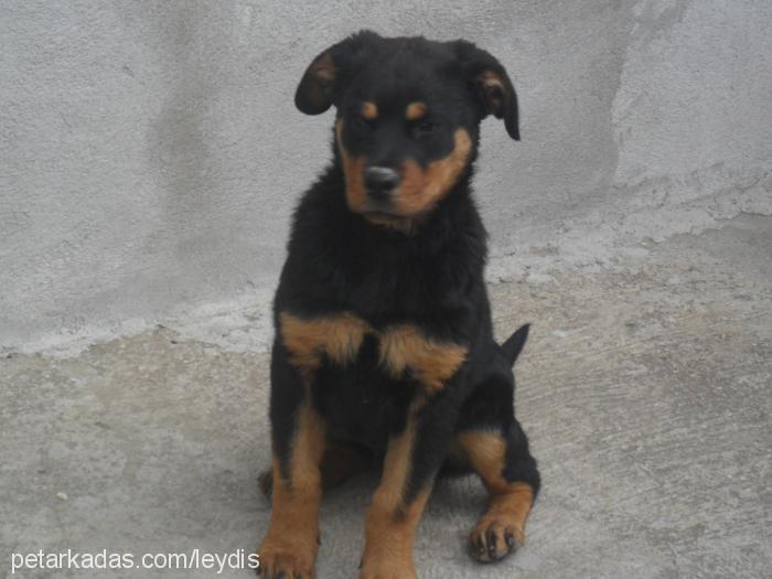 leydiş Dişi Rottweiler