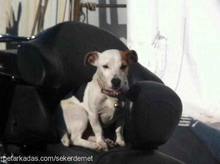 Şeker Dişi Jack Russell Terrier