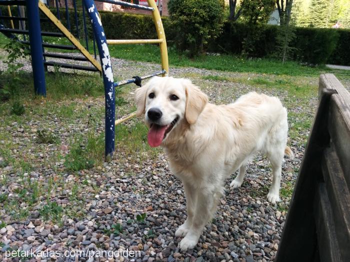 pan Dişi Golden Retriever