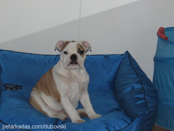 duba Erkek İngiliz Bulldog