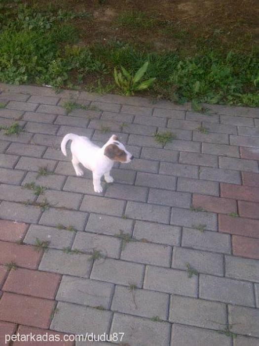 rİko Erkek Jack Russell Terrier