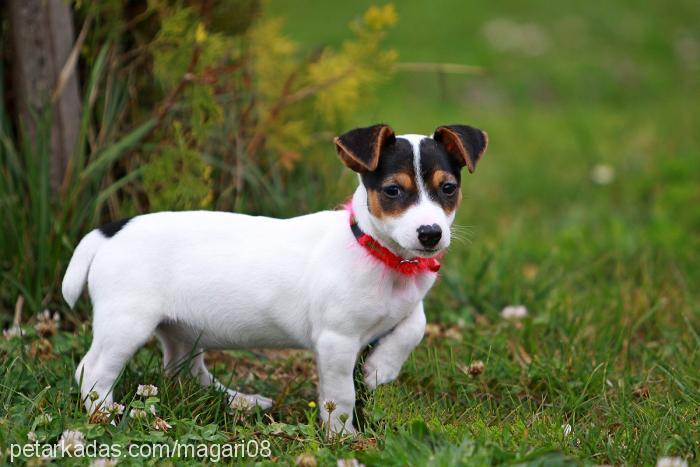 nokta Dişi Jack Russell Terrier