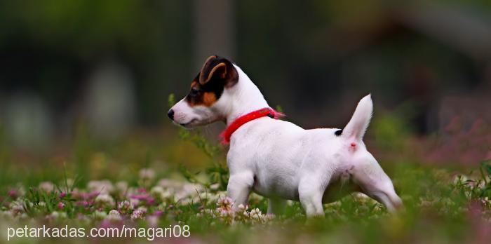 nokta Dişi Jack Russell Terrier