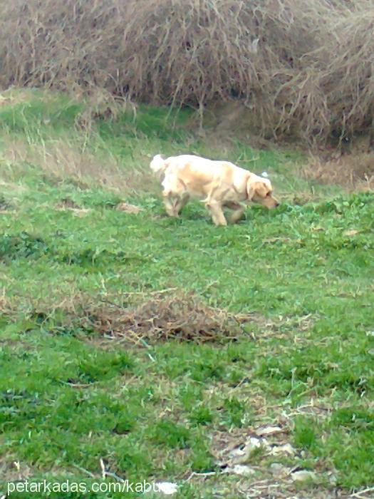 lisa Dişi Golden Retriever