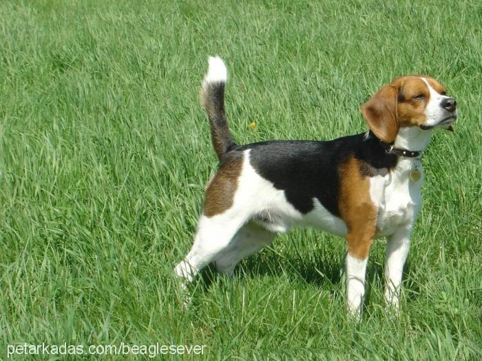 rocky Dişi Beagle