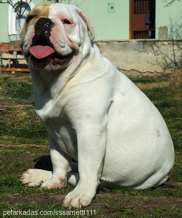 müdürr Erkek İngiliz Bulldog