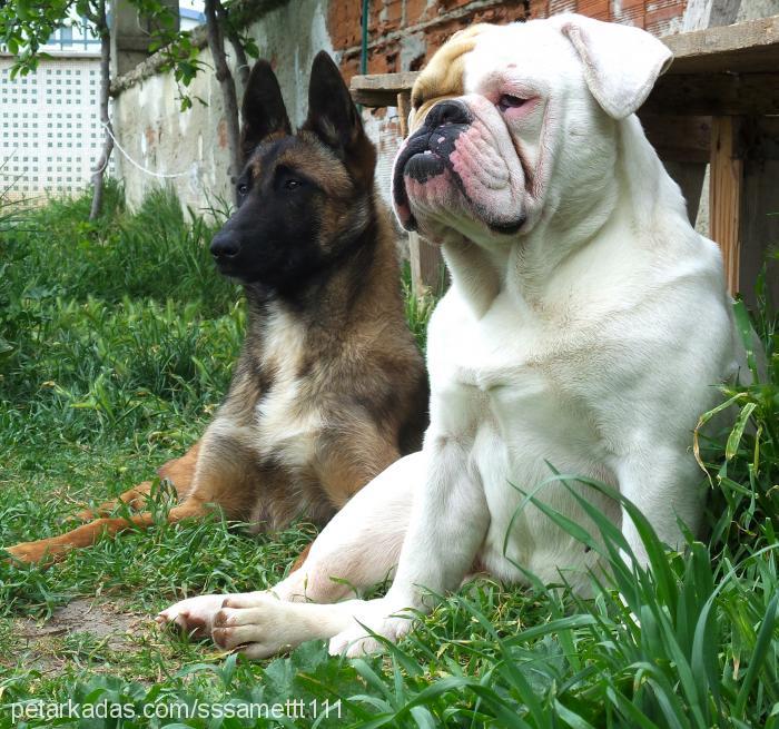 müdürr Erkek İngiliz Bulldog