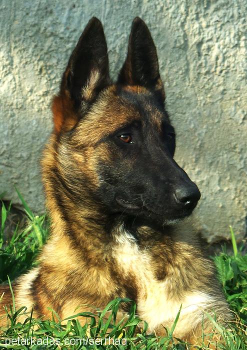 şura Dişi Belçika Malinois